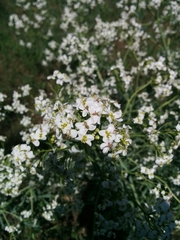 Crambe tataria