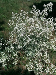 Crambe tataria