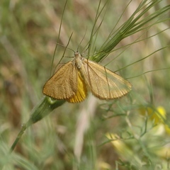 Amygdaloptera testaria