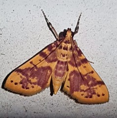 Conogethes haemactalis