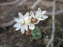 Crassula capensis capensis