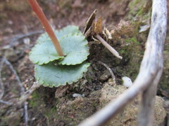 Crassula capensis capensis