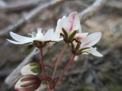 Crassula capensis capensis