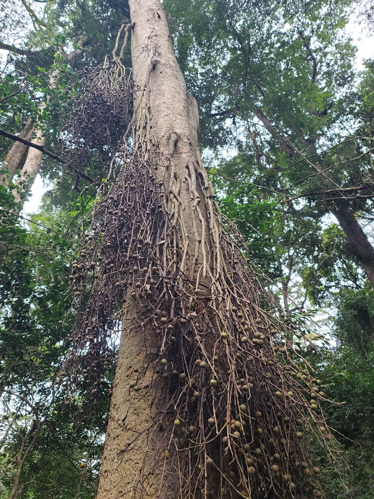 Ficus sur, Muthaiga, Nairobi, Kenya