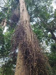 Ficus sur