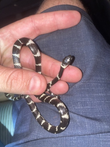 Photo of a Philippi's Snail-eating Snake (Tropidodipsas philippii)