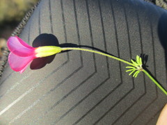 Oxalis leptocalyx