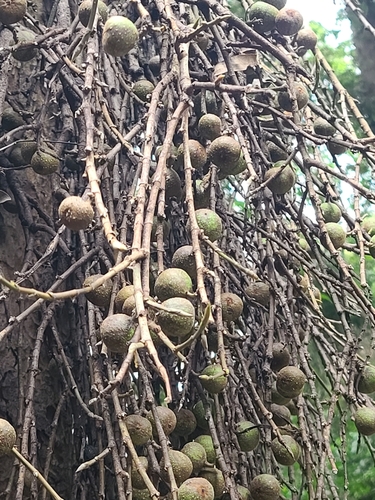 Ficus sur