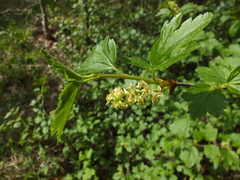 Ribes alpinum