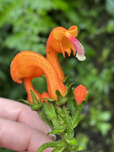 Centropogon baezanus