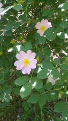 Rosa canina