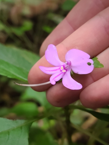 Impatiens pseudoviola, photograph 6