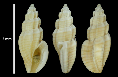 Mangelia unifasciata observed 2023-08-10