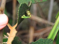 Dendrotrophe varians