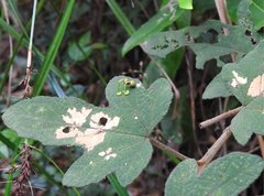 Dendrotrophe varians