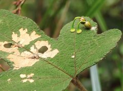 Dendrotrophe varians