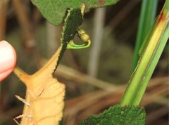 Dendrotrophe varians