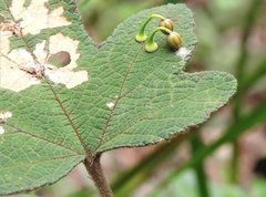 Dendrotrophe varians