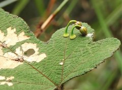 Dendrotrophe varians
