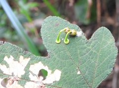 Dendrotrophe varians