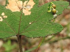Dendrotrophe varians