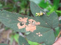 Dendrotrophe varians