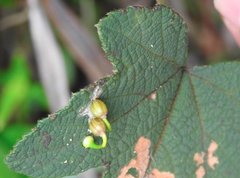 Dendrotrophe varians