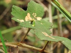 Dendrotrophe varians