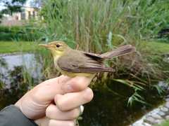 Melodious Warbler photo 6