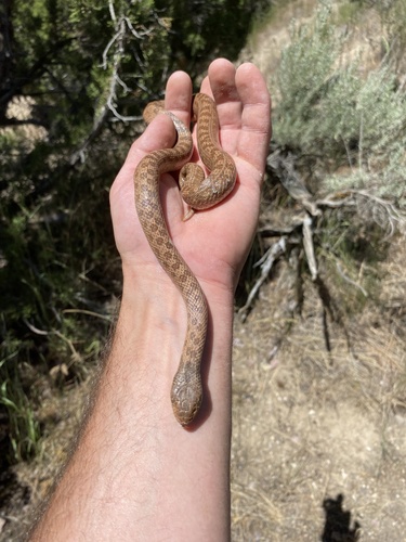 Northern Desert Nightsnake photographed in Idaho