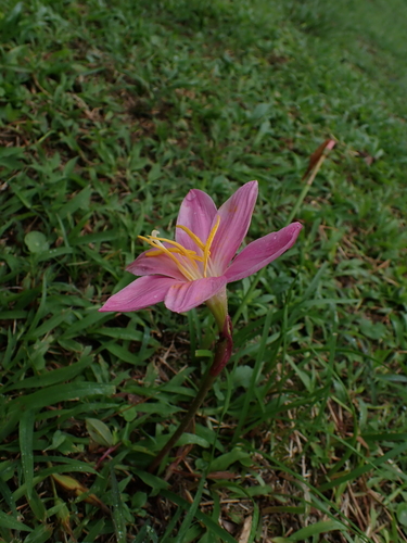 Image of Zephyranthes carinata by (c) Sergio Garrido Villa, some rights reserved (CC BY)