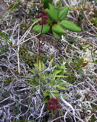 Tofieldia coccinea