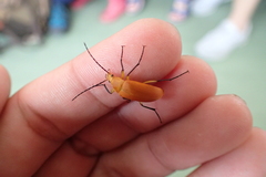 Cistelina tricolor