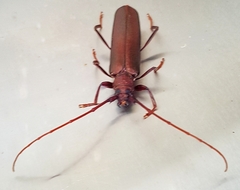 Xystrocera virescens