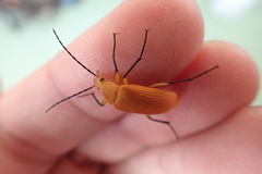 Cistelina tricolor