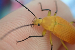 Cistelina tricolor
