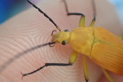 Cistelina tricolor