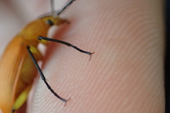 Cistelina tricolor