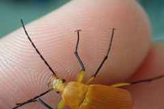 Cistelina tricolor
