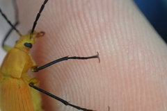 Cistelina tricolor