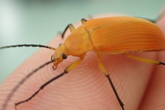 Cistelina tricolor