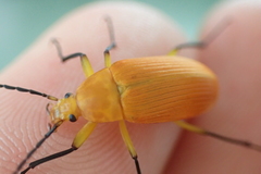 Cistelina tricolor