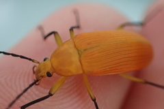 Cistelina tricolor