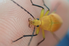 Cistelina tricolor