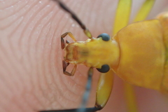 Cistelina tricolor