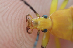 Cistelina tricolor