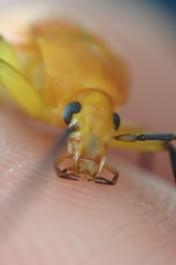 Cistelina tricolor