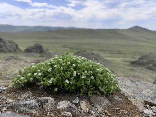 Mesostemma dichotomum