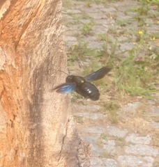 Xylocopa violacea