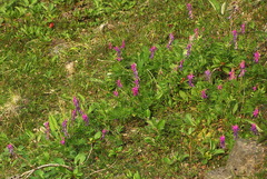 Hedysarum hedysaroides